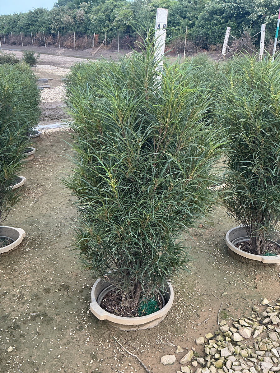 Rhamnus frangula 'Ron Williams'