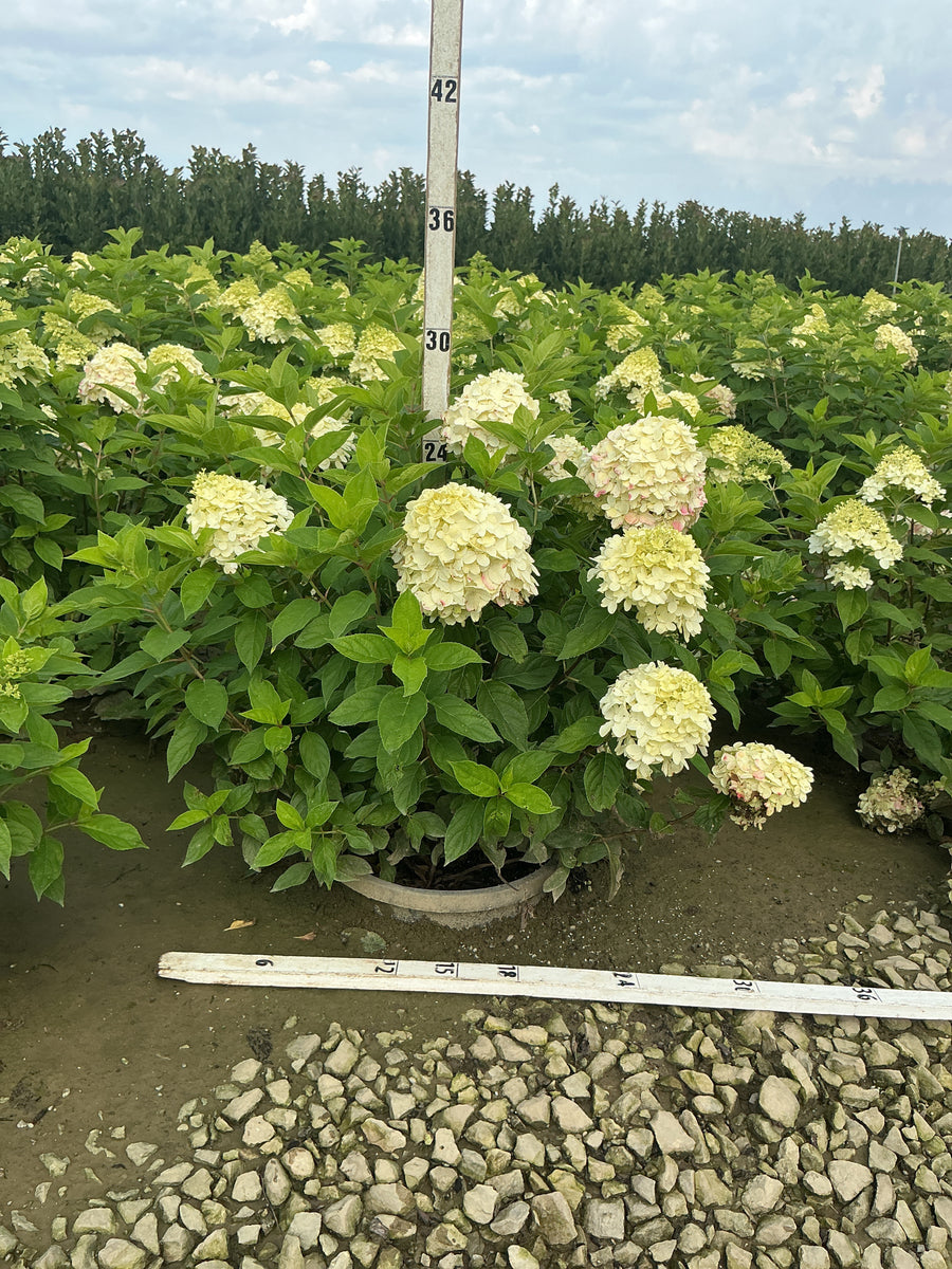 Hydrangea paniculata 'Zwijnenburg'