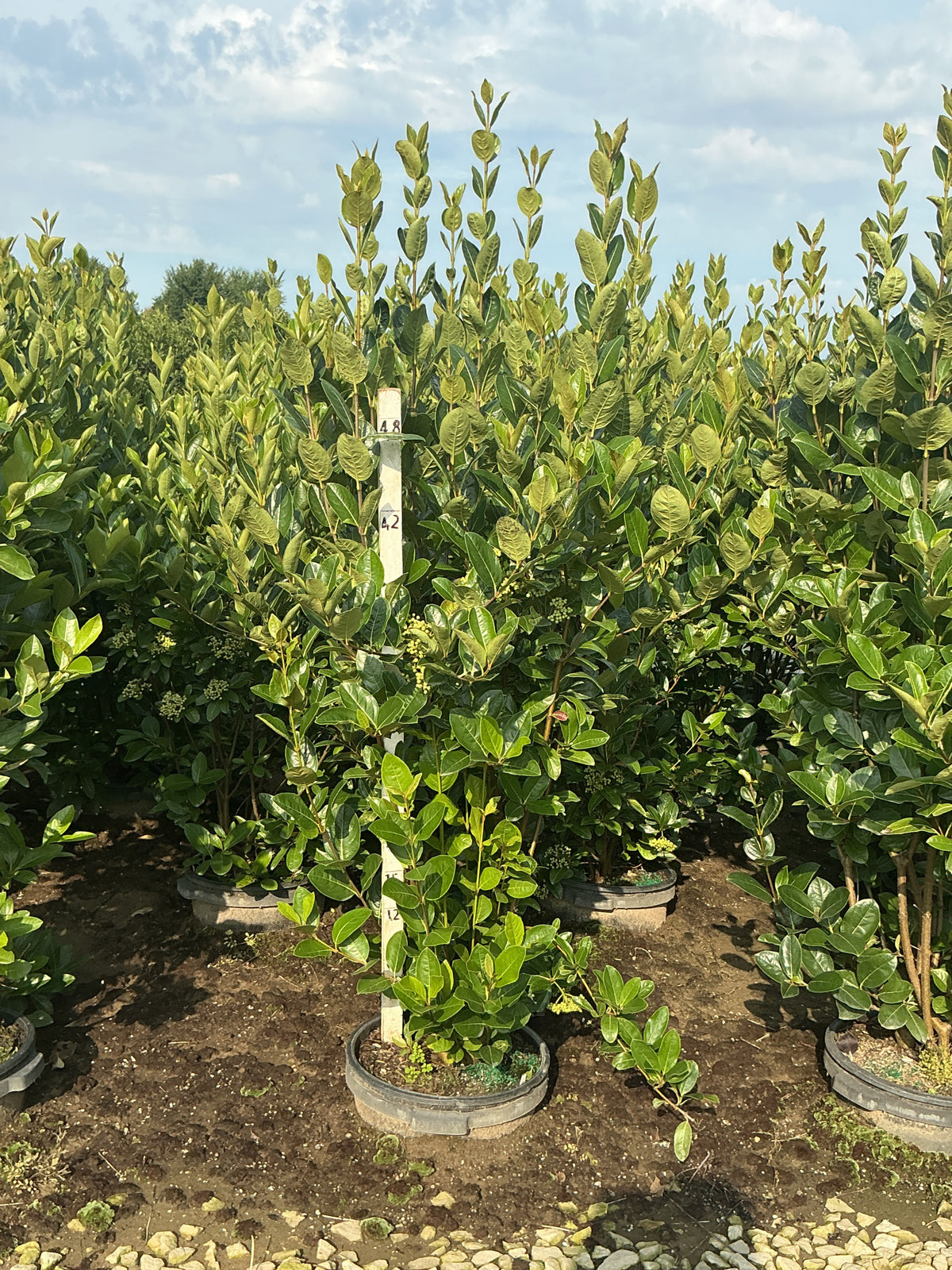 Viburnum nudum 'Winterthur'