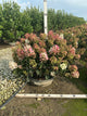 Hydrangea paniculata 'Bailpantwo'