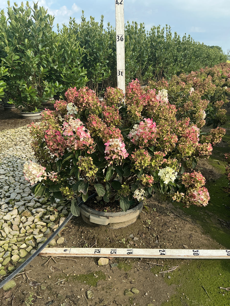 Hydrangea paniculata 'Bailpantwo'