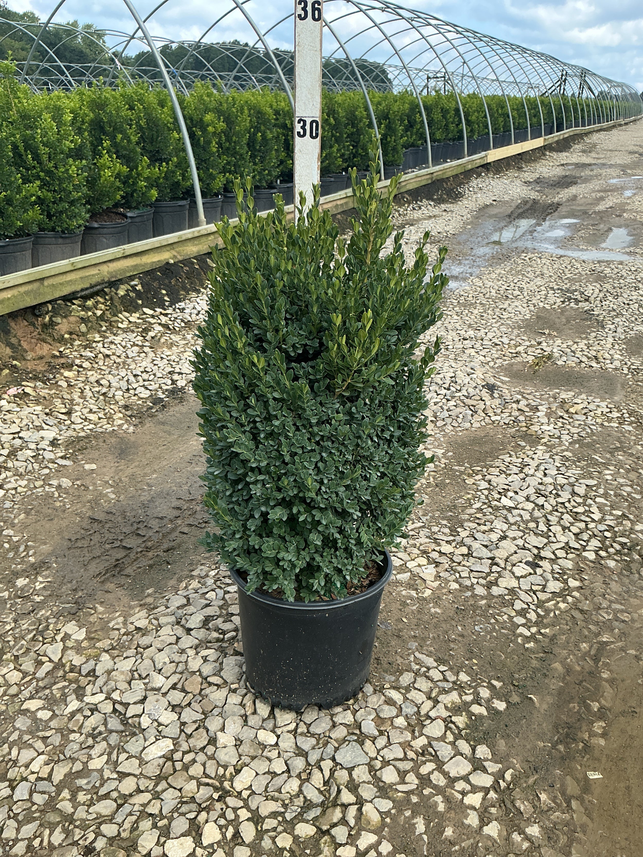 Buxus microphylla 'Green Mountain'