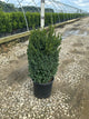 Buxus microphylla 'Green Mountain'