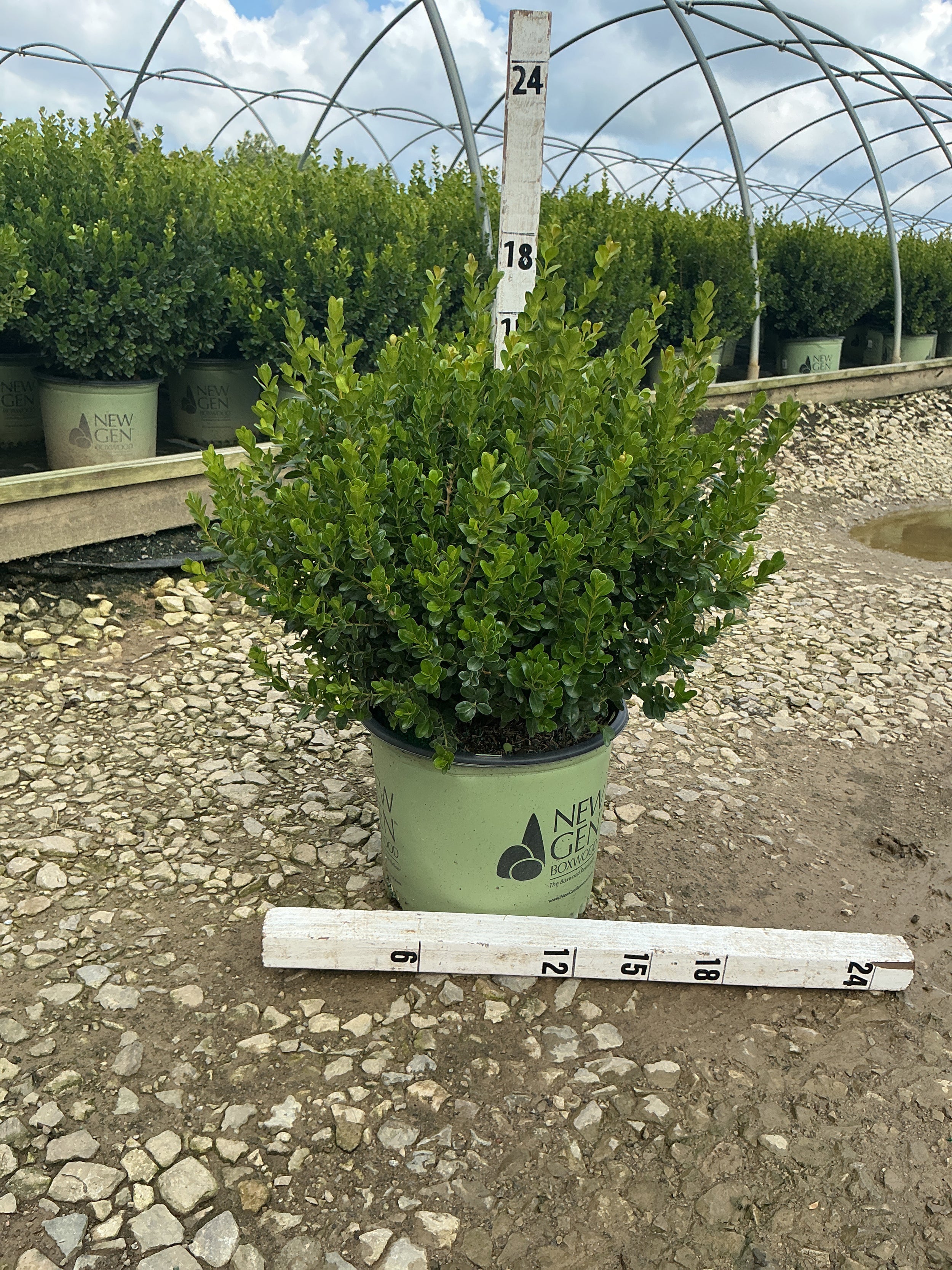 Buxus newgen 'Freedom'
