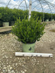 Buxus newgen 'Freedom'