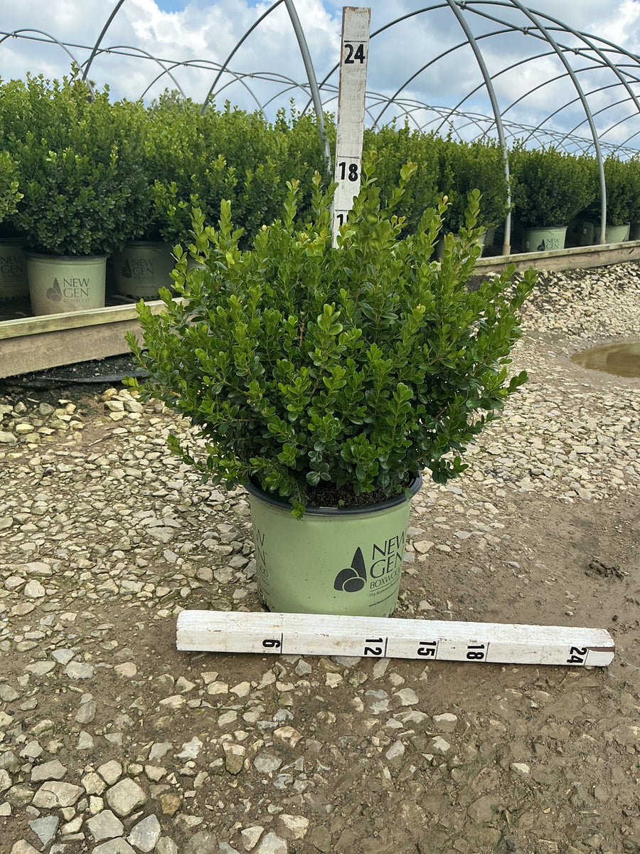 Buxus newgen 'Freedom'