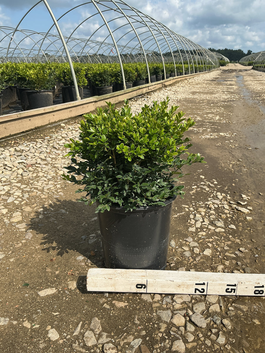 Buxus microphylla 'Green Velvet'