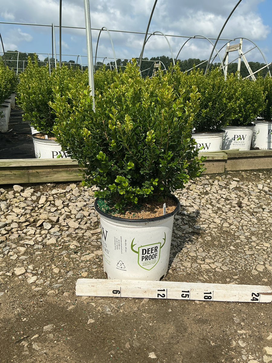 Buxus newgen 'Freedom'