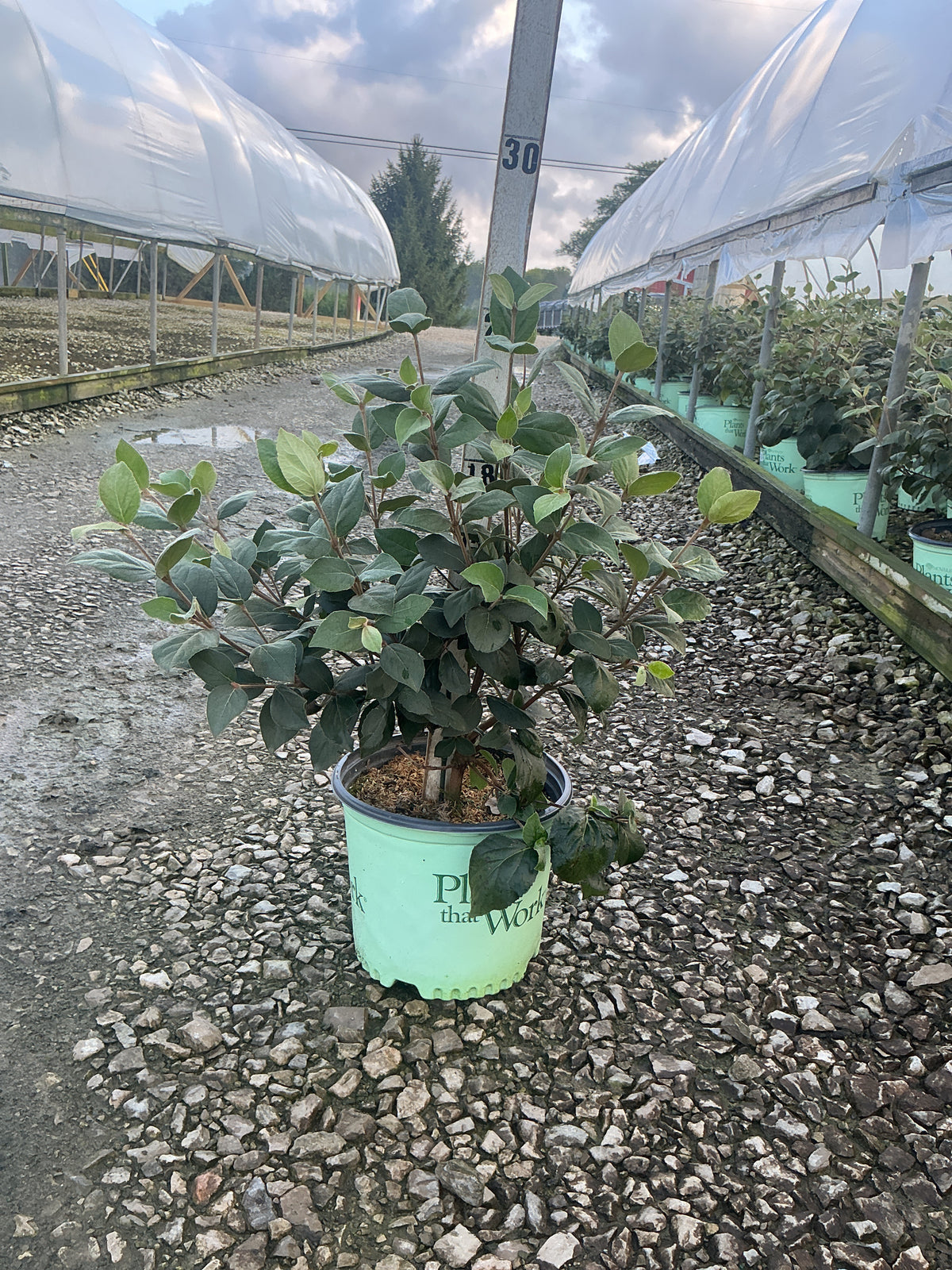 Viburnum carlesii 'Select Sugar N Spice'