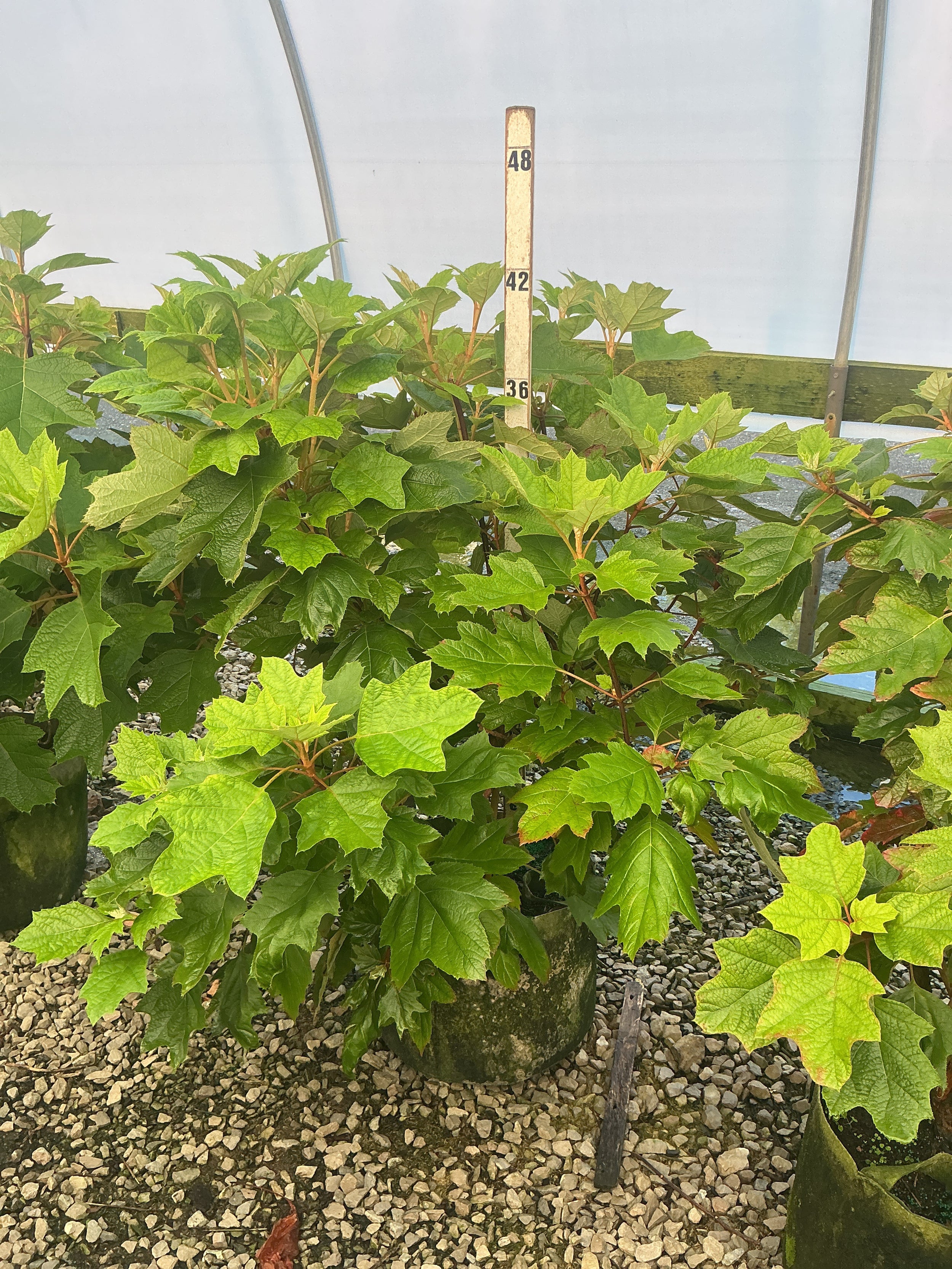 Hydrangea quercifolia 'Alice'