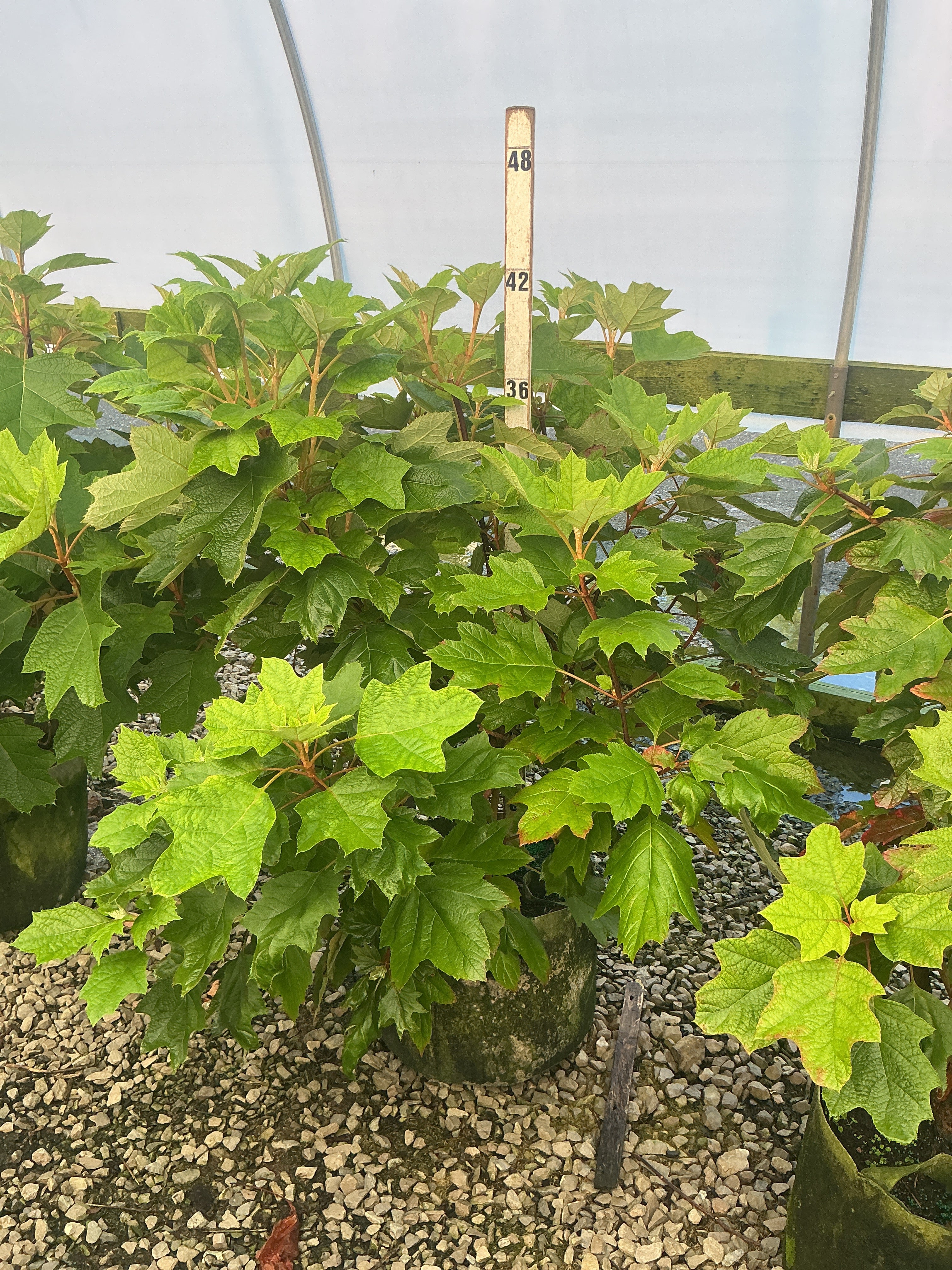Hydrangea quercifolia 'Alice'