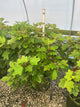 Hydrangea quercifolia 'Alice'