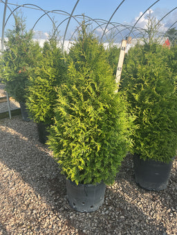 Thuja plicata 'Northern Spire'
