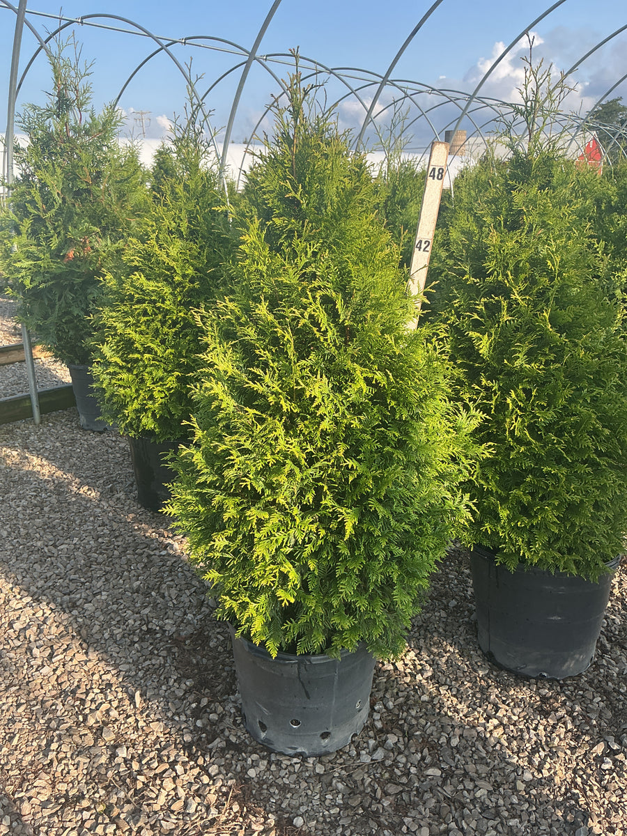 Thuja plicata 'Northern Spire'