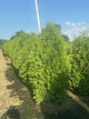 Thuja occidentalis 'Nigra'