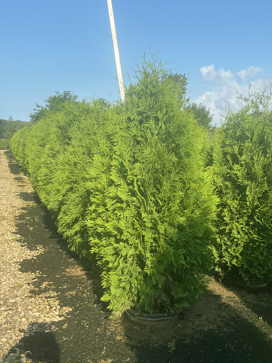 Thuja occidentalis 'Nigra'