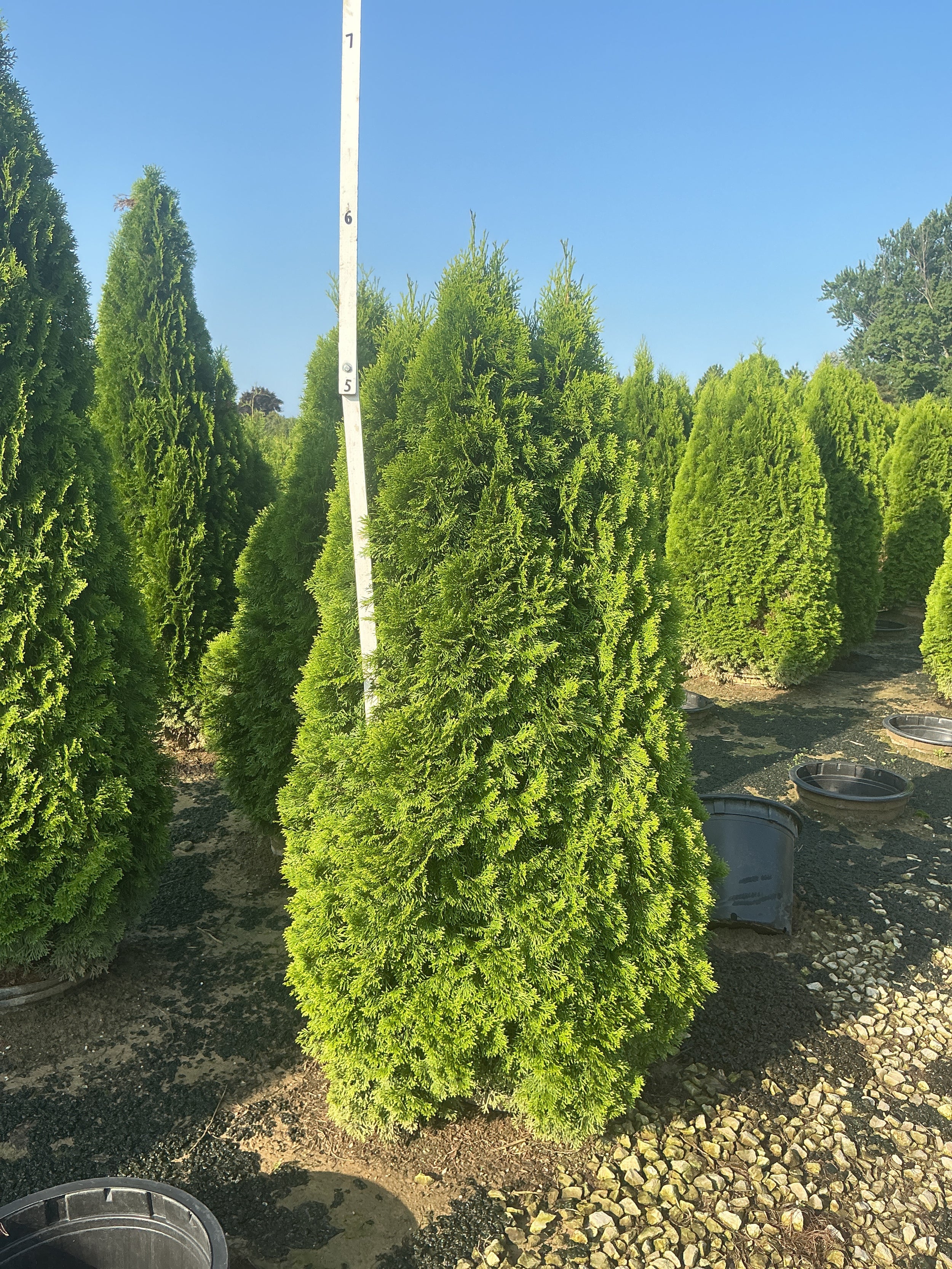 Thuja occidentalis 'Smaragd'