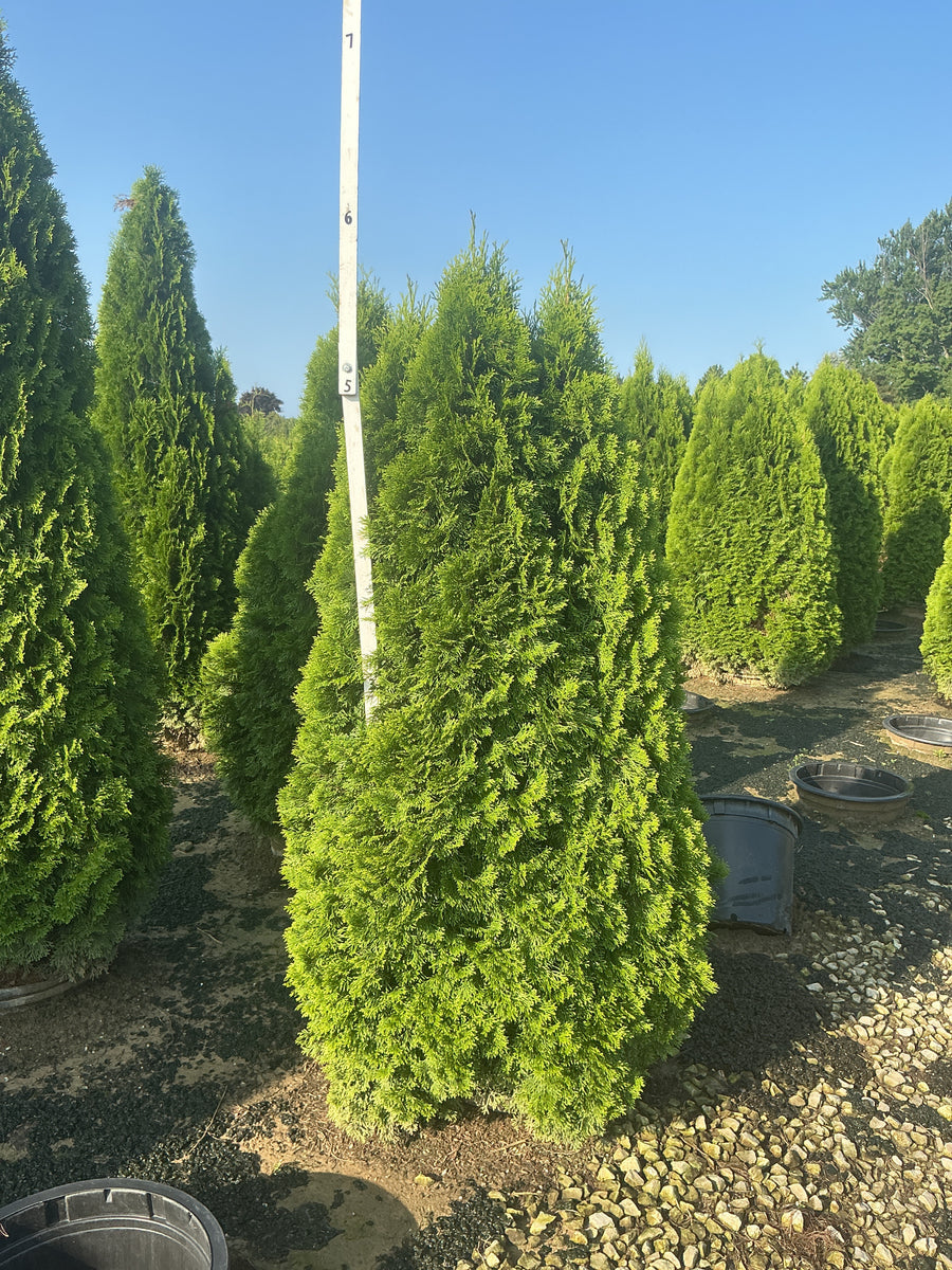 Thuja occidentalis 'Smaragd'