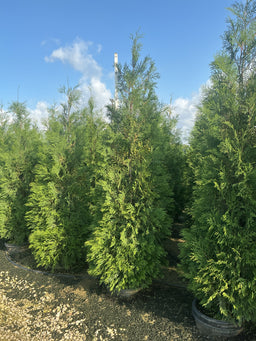 Thuja occidentalis 'American Pillar'