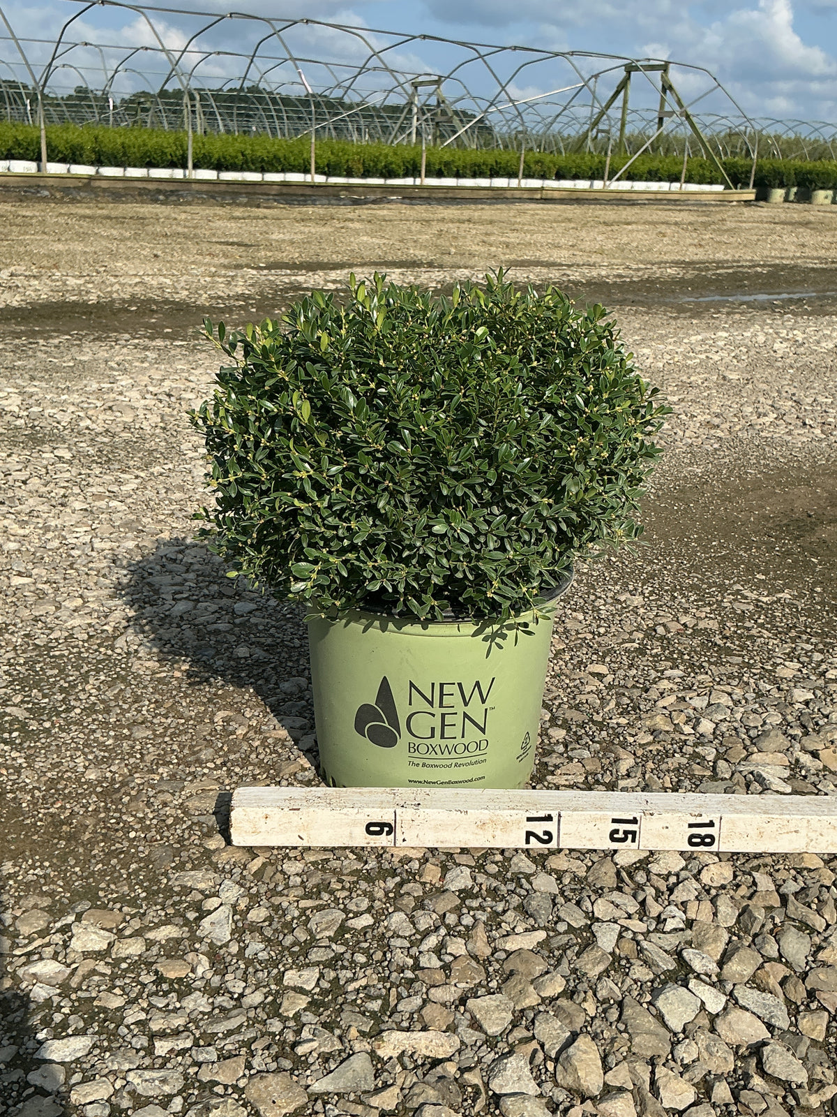 Buxus newgen 'Liberty Belle'