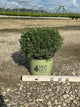 Buxus newgen 'Liberty Belle'