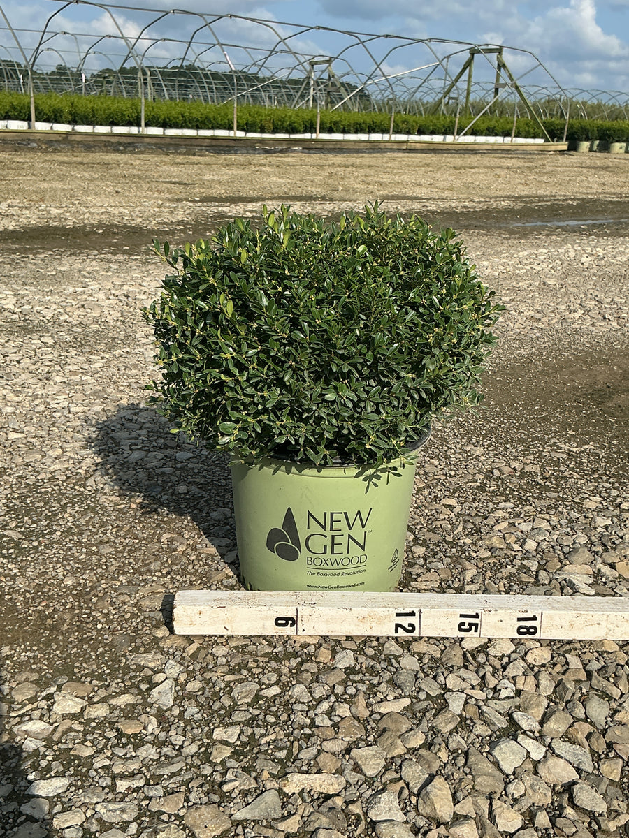 Buxus newgen 'Liberty Belle'