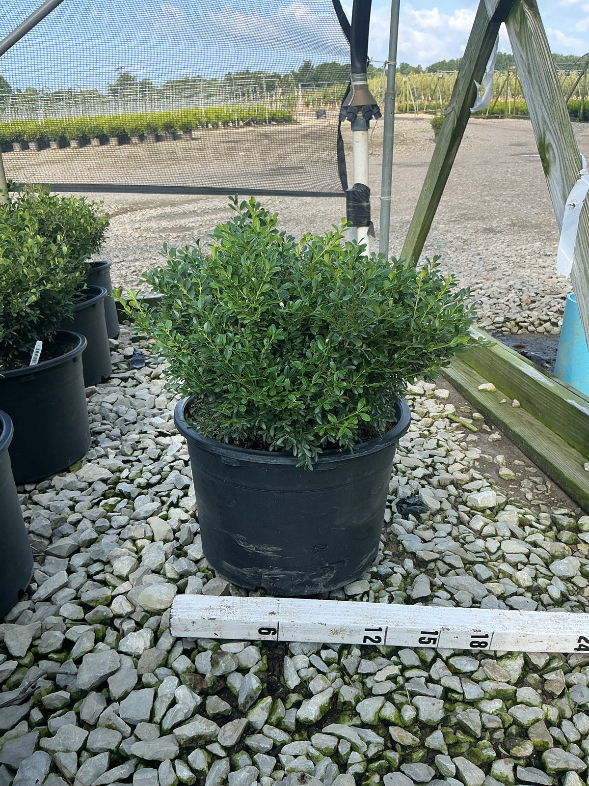 Buxus newgen 'Liberty Belle'