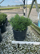 Buxus newgen 'Liberty Belle'