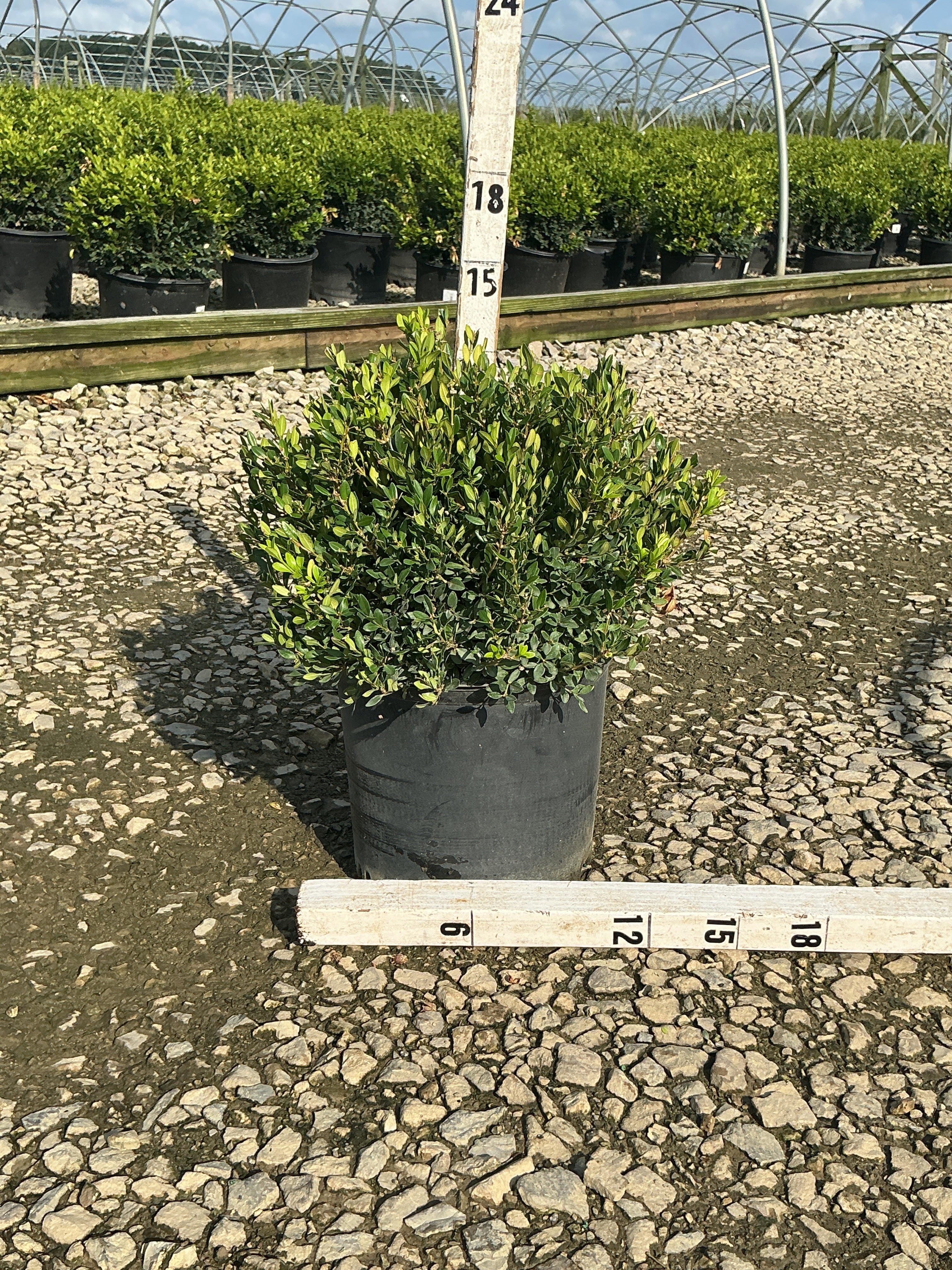 Buxus koreana x sempervirens 'Calgary'