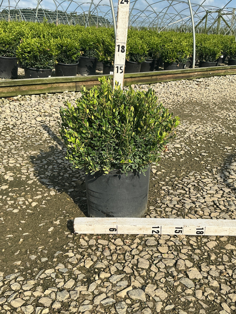 Buxus koreana x sempervirens 'Calgary'
