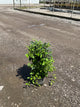 Clematis paniculata