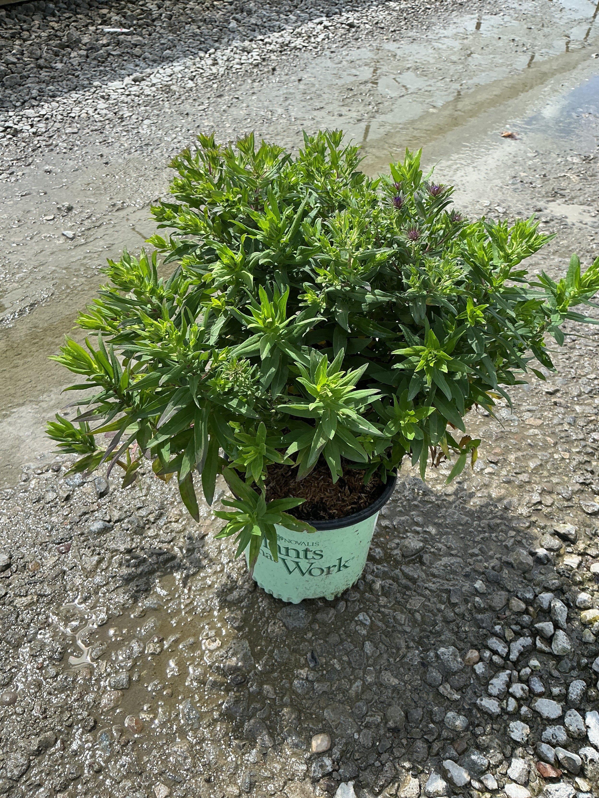Aster grape 'Crush'