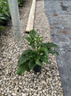 Echinacea purpurea 'Magnus'