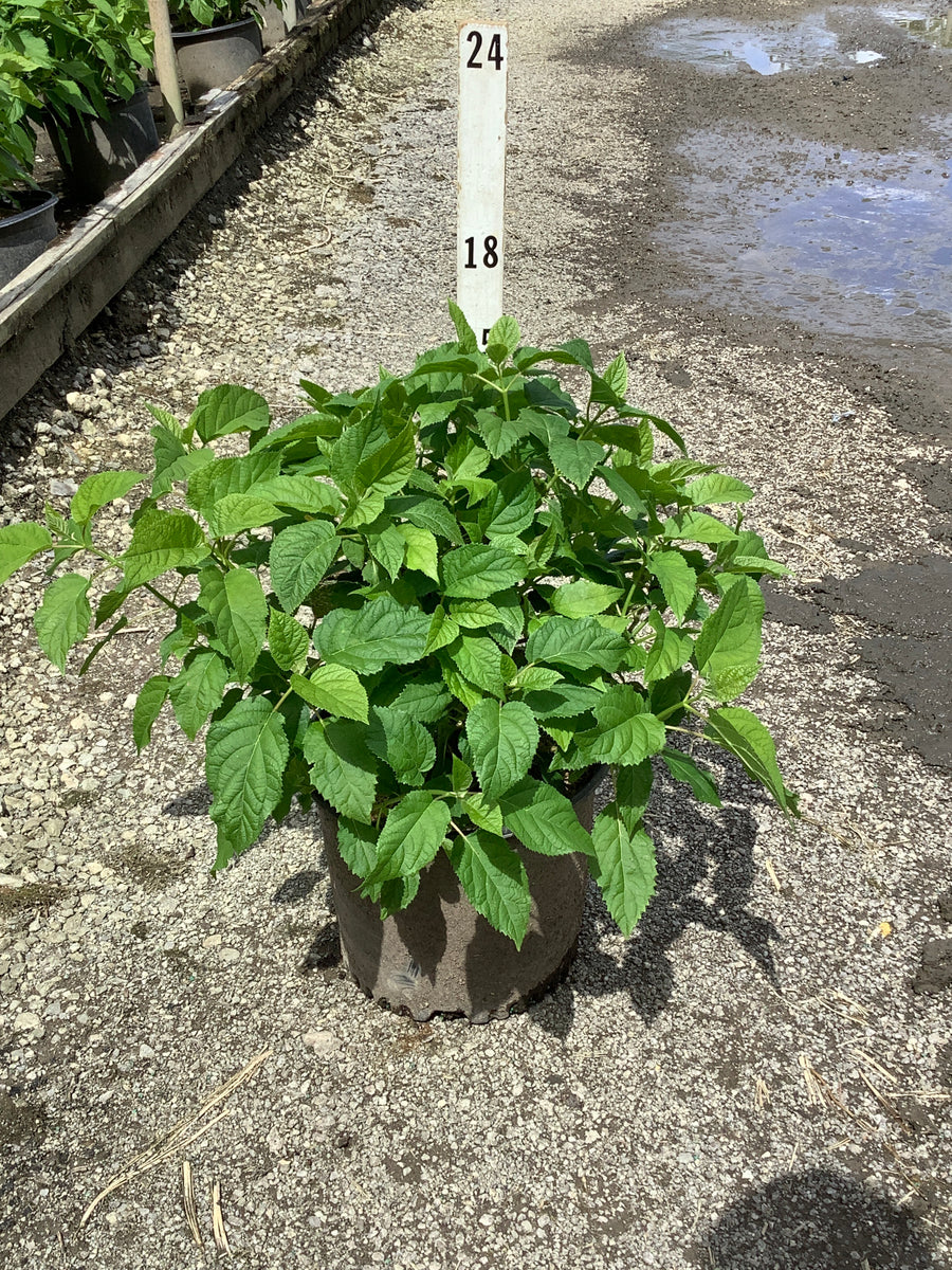 Hydrangea arborescens 'Annabelle'
