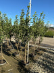 Malus 'Fruit Granny Smith'