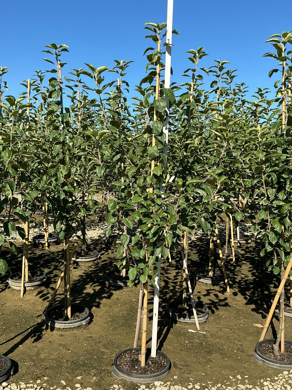 Malus 'Fruit Cortland'