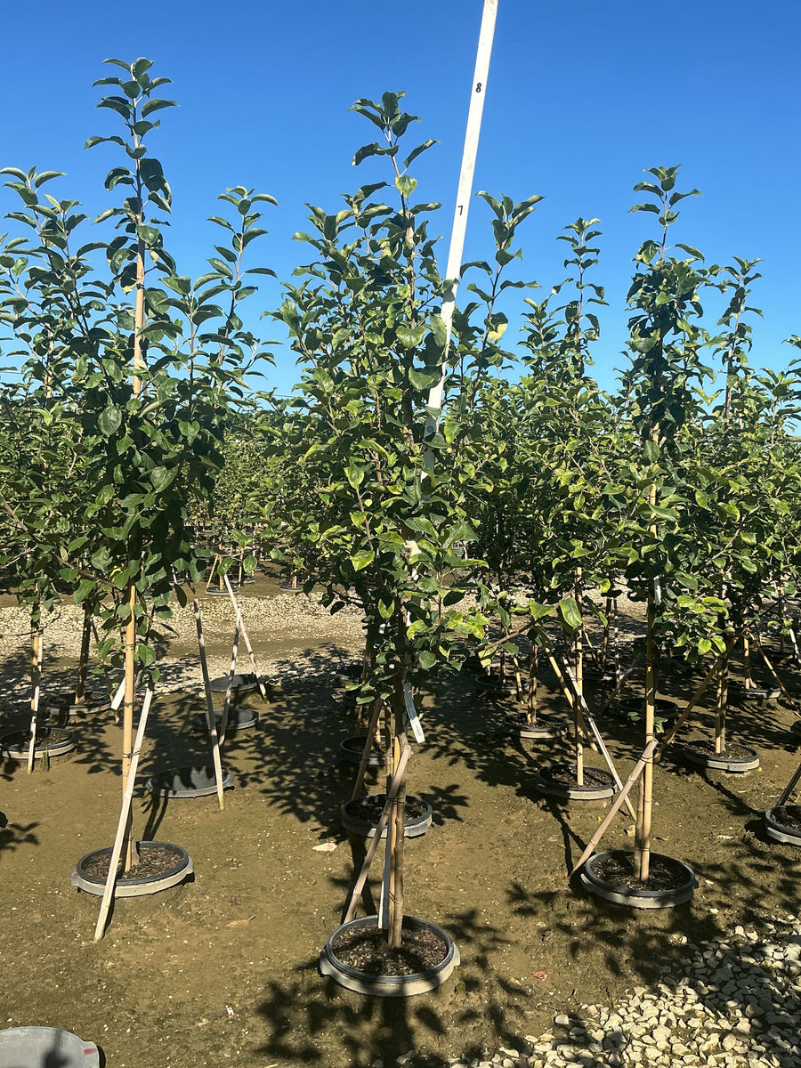 Malus 'Fruit Honeycrisp'
