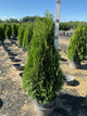Thuja occidentalis 'Smaragd'