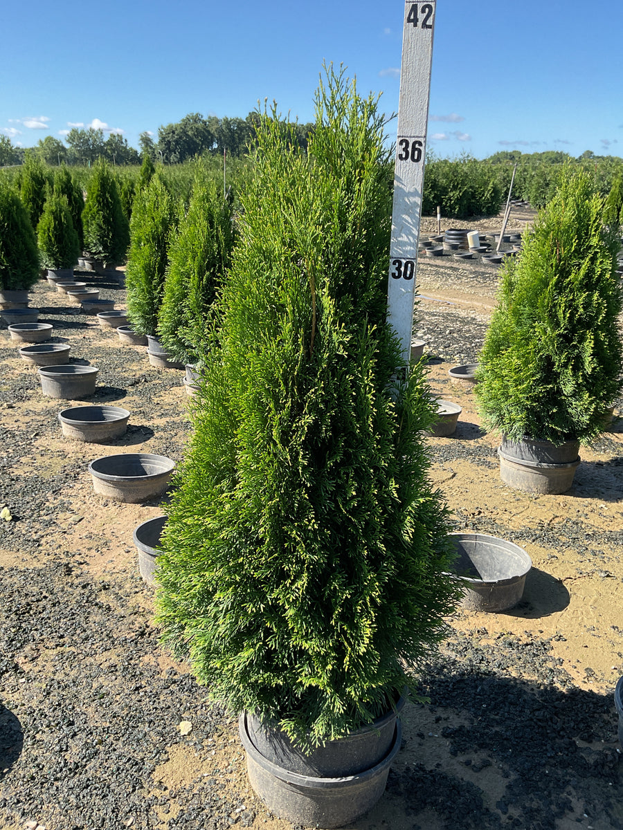 Thuja occidentalis 'Smaragd'