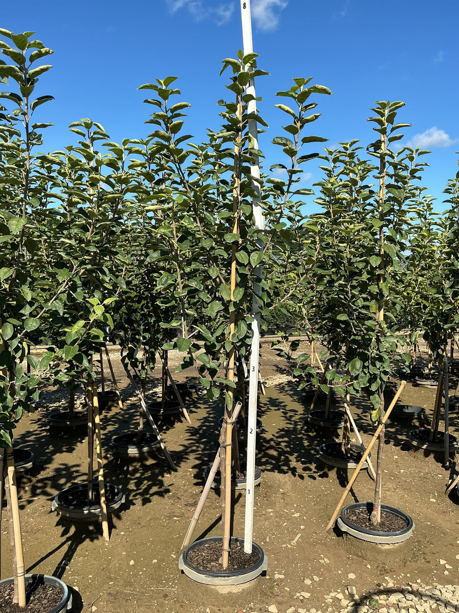 Malus 'Fruit McIntosh'