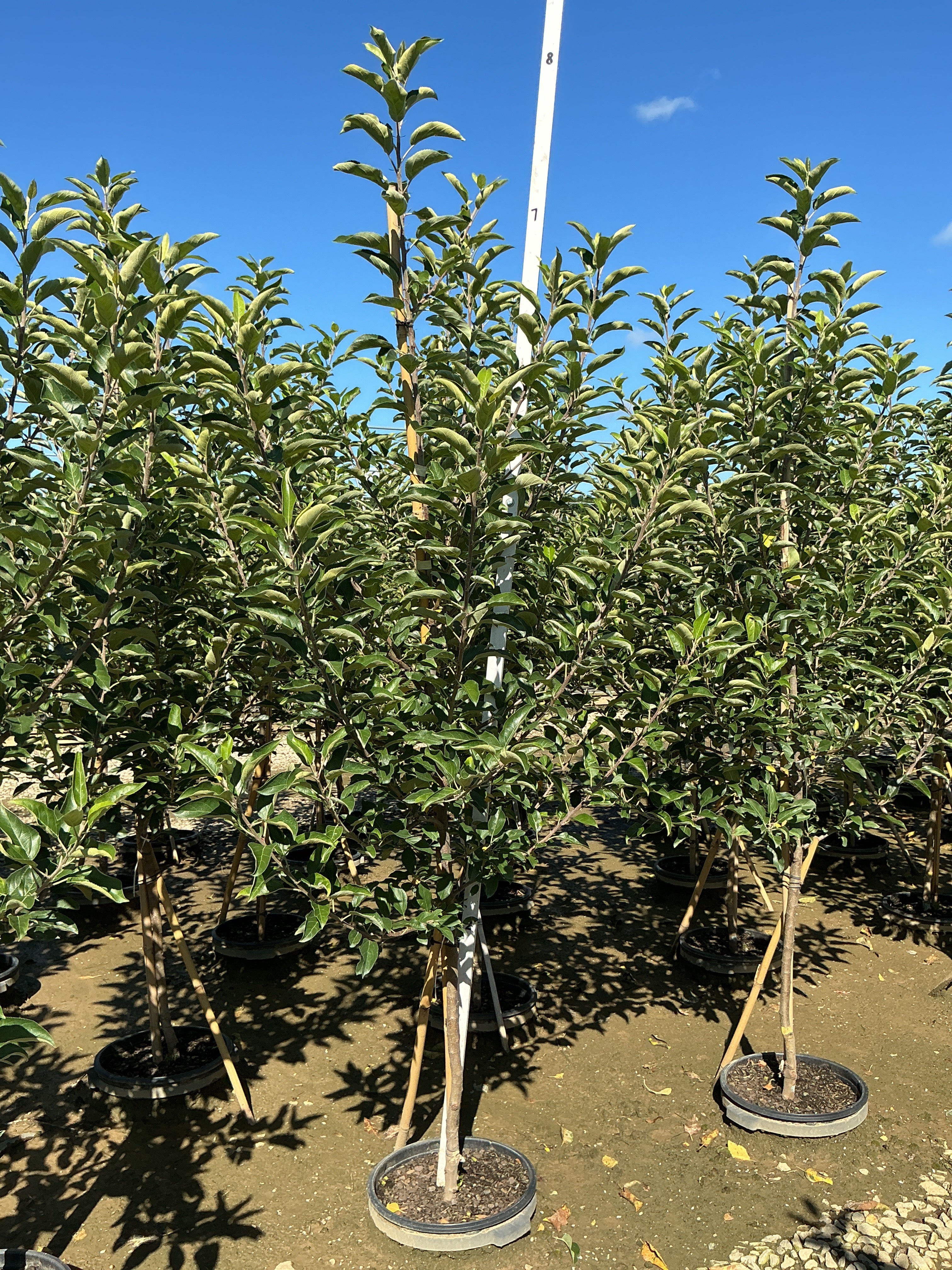 Malus 'Fruit Gala'