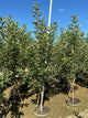 Malus 'Fruit Gala'