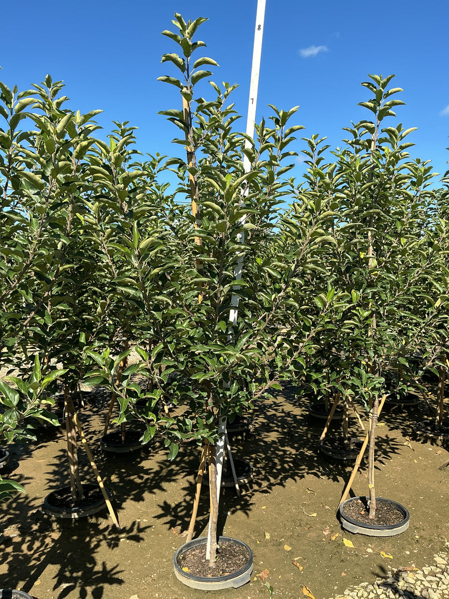 Malus 'Fruit Gala'