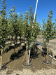 Malus 'Fruit Snowsweet'