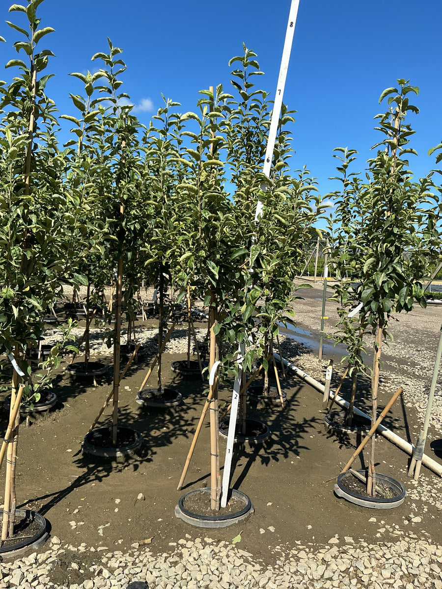 Malus 'Fruit Snowsweet'
