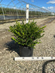 Buxus microphylla 'Winter Gem'