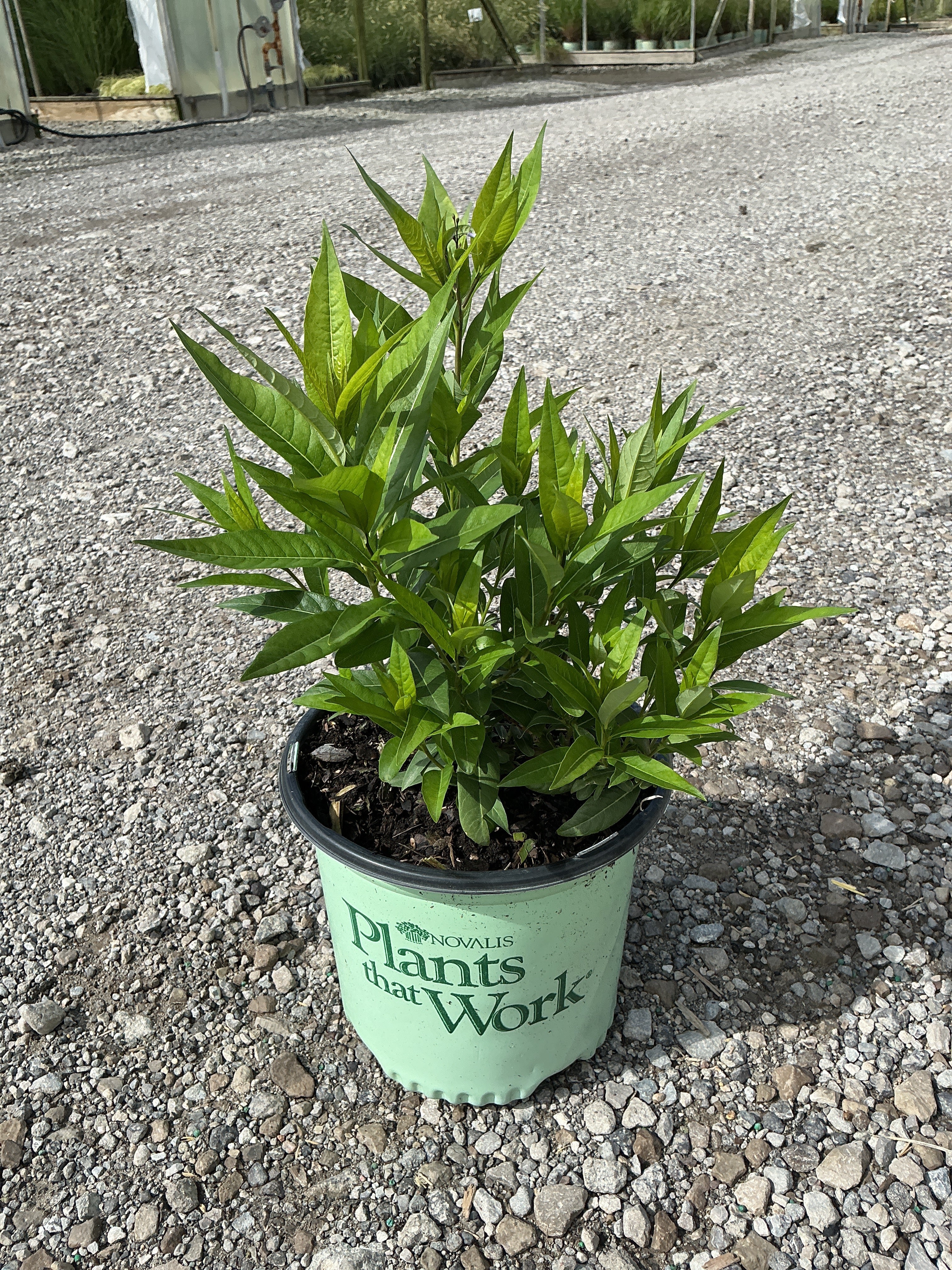 Amsonia starstruck