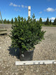 Buxus microphylla 'Green Beauty'