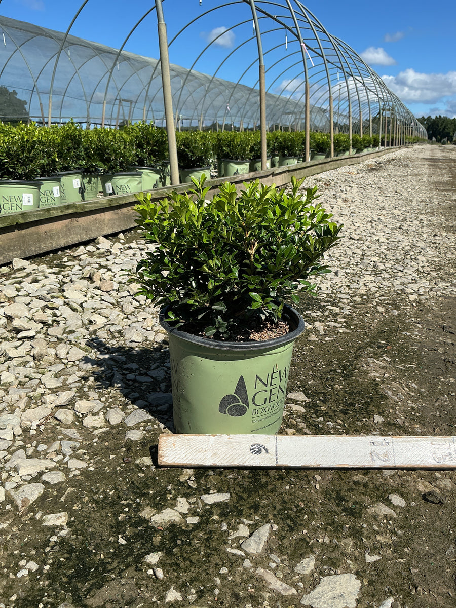 Buxus newgen 'Independence'