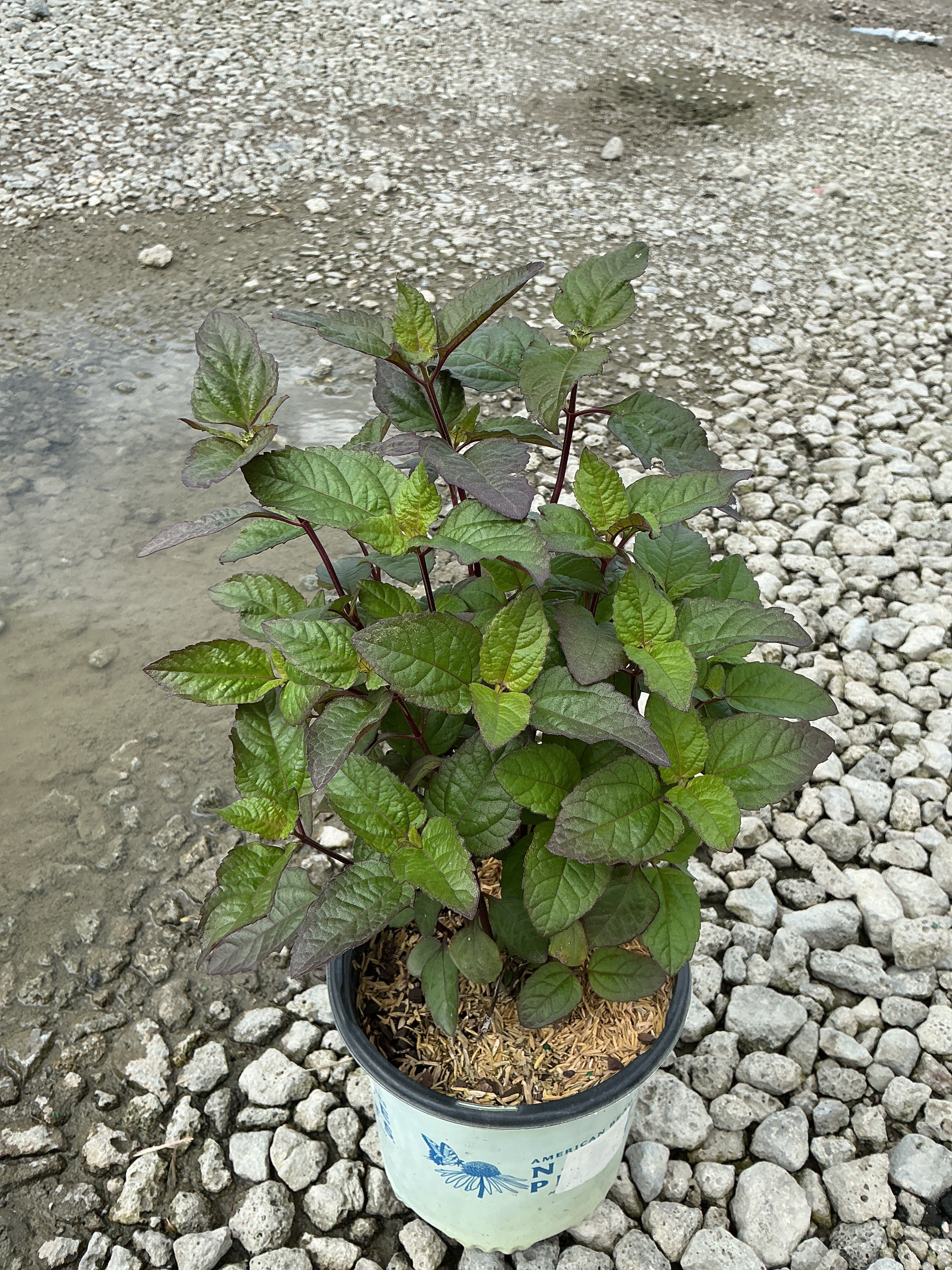 Heliopsis helianthoides 'Bleeding Hearts'